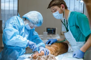 assistance technique vétérinaire