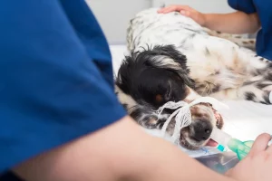 hospitalisation clinique vétérinaire