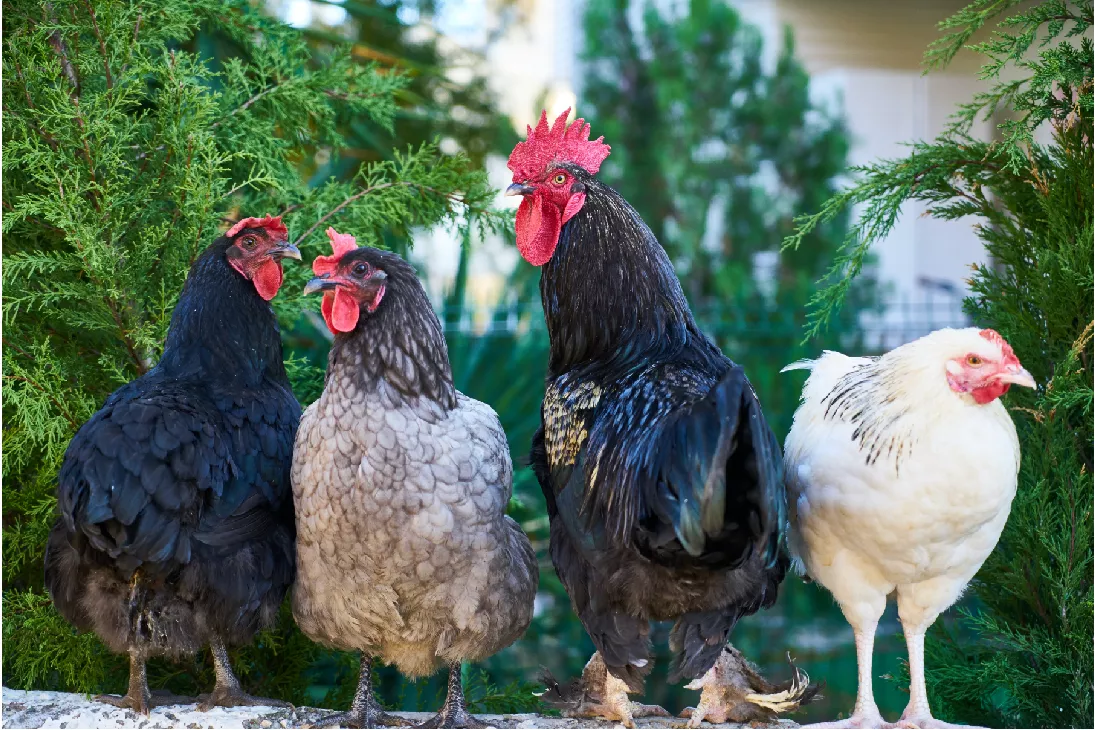 Formation « Conseiller les propriétaires de poules de compagnie »