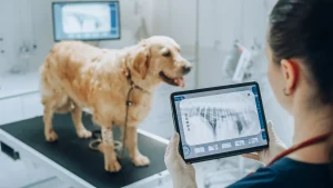 Radiographie vétérinaire