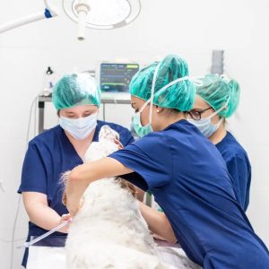 délégation des actes vétérinaires aux ASV